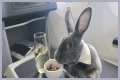 Bunny in a bow tie lives the high life flying business class with owner and being served nuts by stewardesses